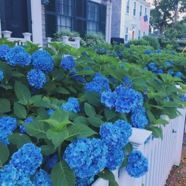hydrangeas-nantucket-blue