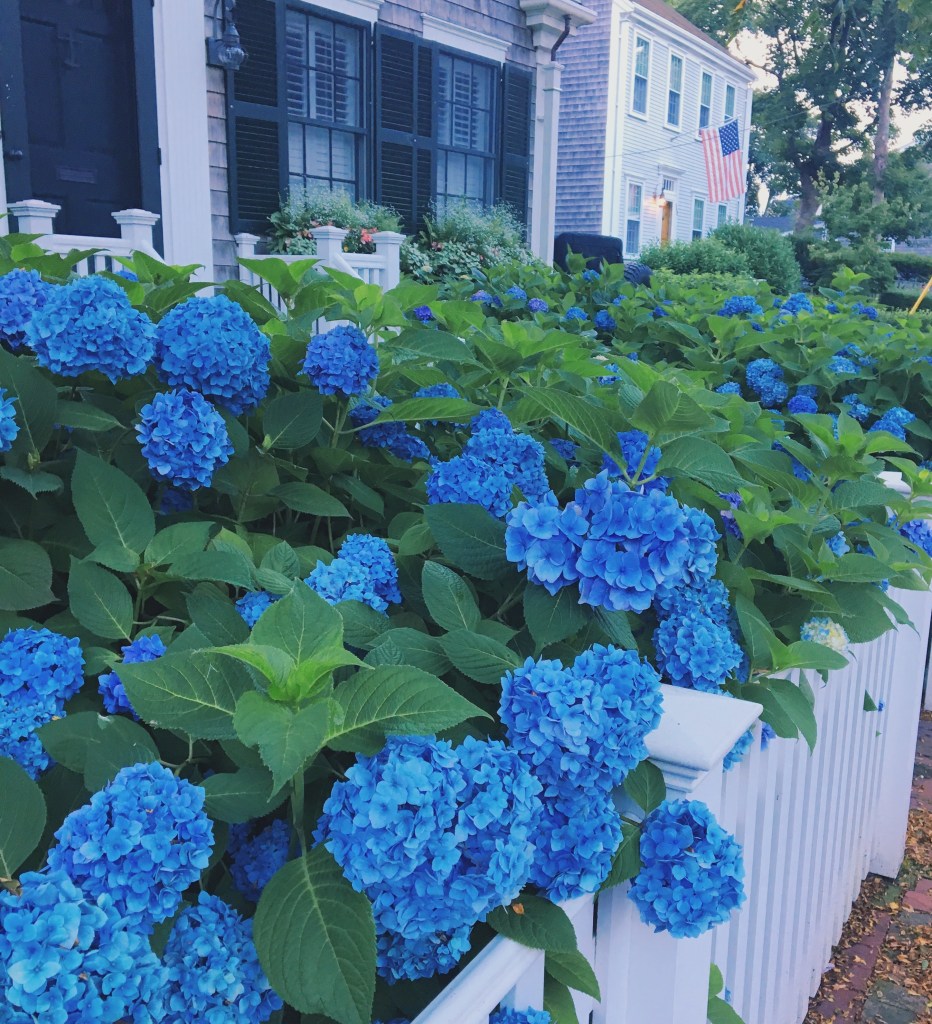 hydrangeas-nantucket-blue